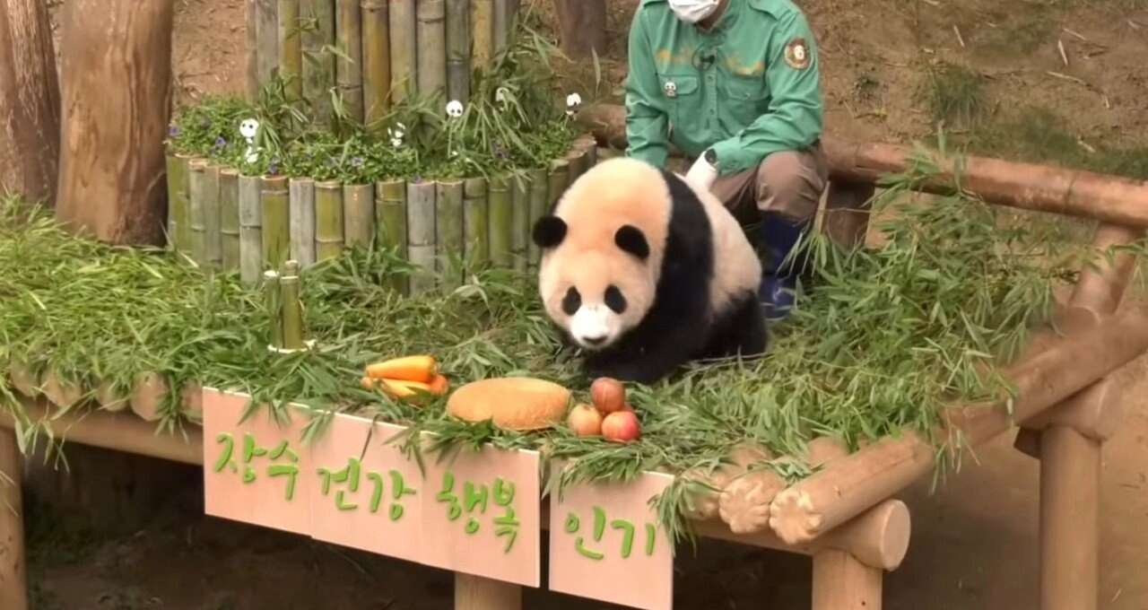 한시도 가만히 있지 못하는 푸바오의 돌잔치