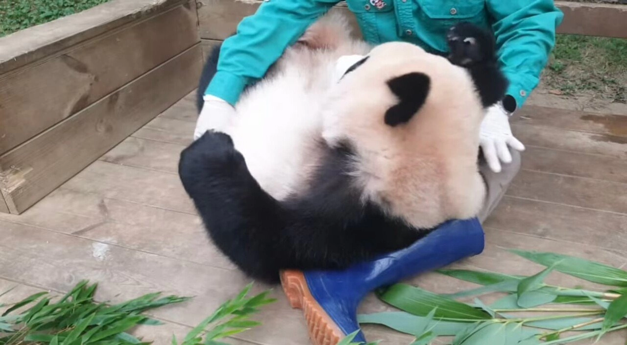 한시도 가만히 있지 못하는 푸바오의 돌잔치