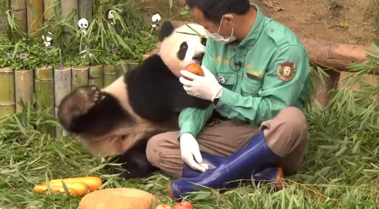 한시도 가만히 있지 못하는 푸바오의 돌잔치