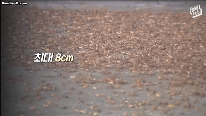 귀뚜라미에게 점령당한 미국 네바다주 근황