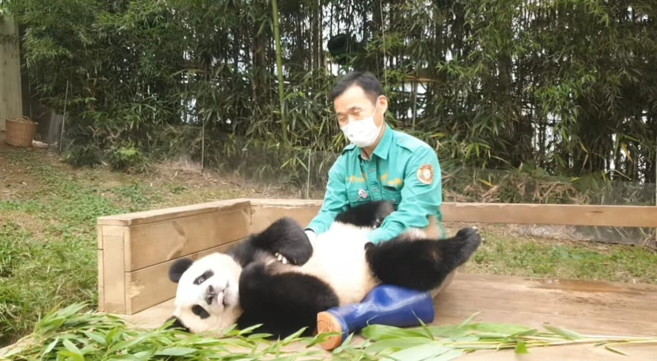 한시도 가만히 있지 못하는 푸바오의 돌잔치