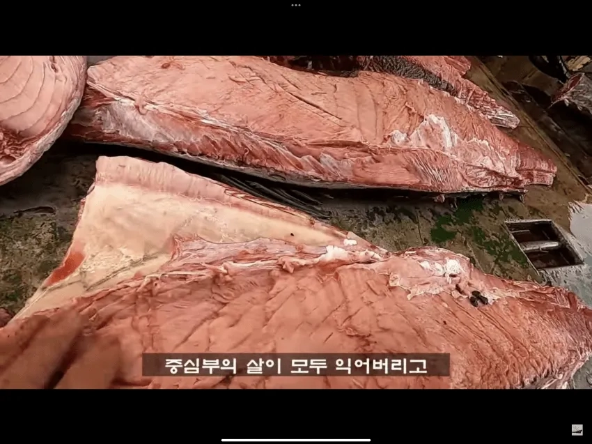 참치를 잡고 바로 냉동시키는 이유