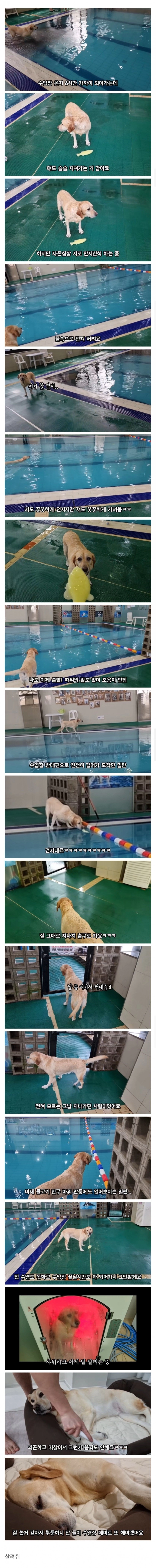 리트리버를 6시간동안 놀아주면 생기는일