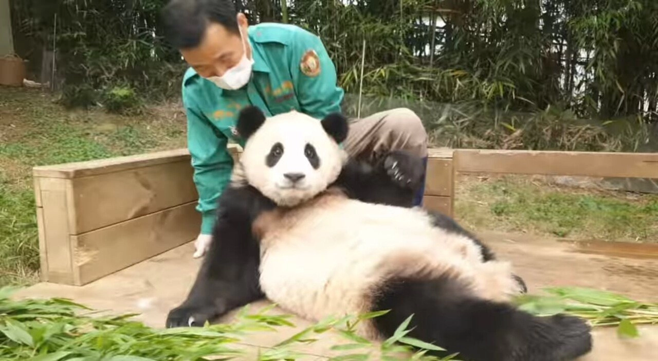 한시도 가만히 있지 못하는 푸바오의 돌잔치