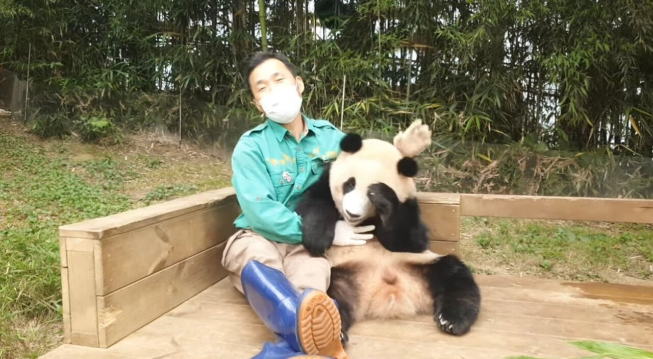 한시도 가만히 있지 못하는 푸바오의 돌잔치