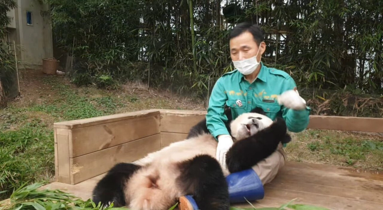 한시도 가만히 있지 못하는 푸바오의 돌잔치