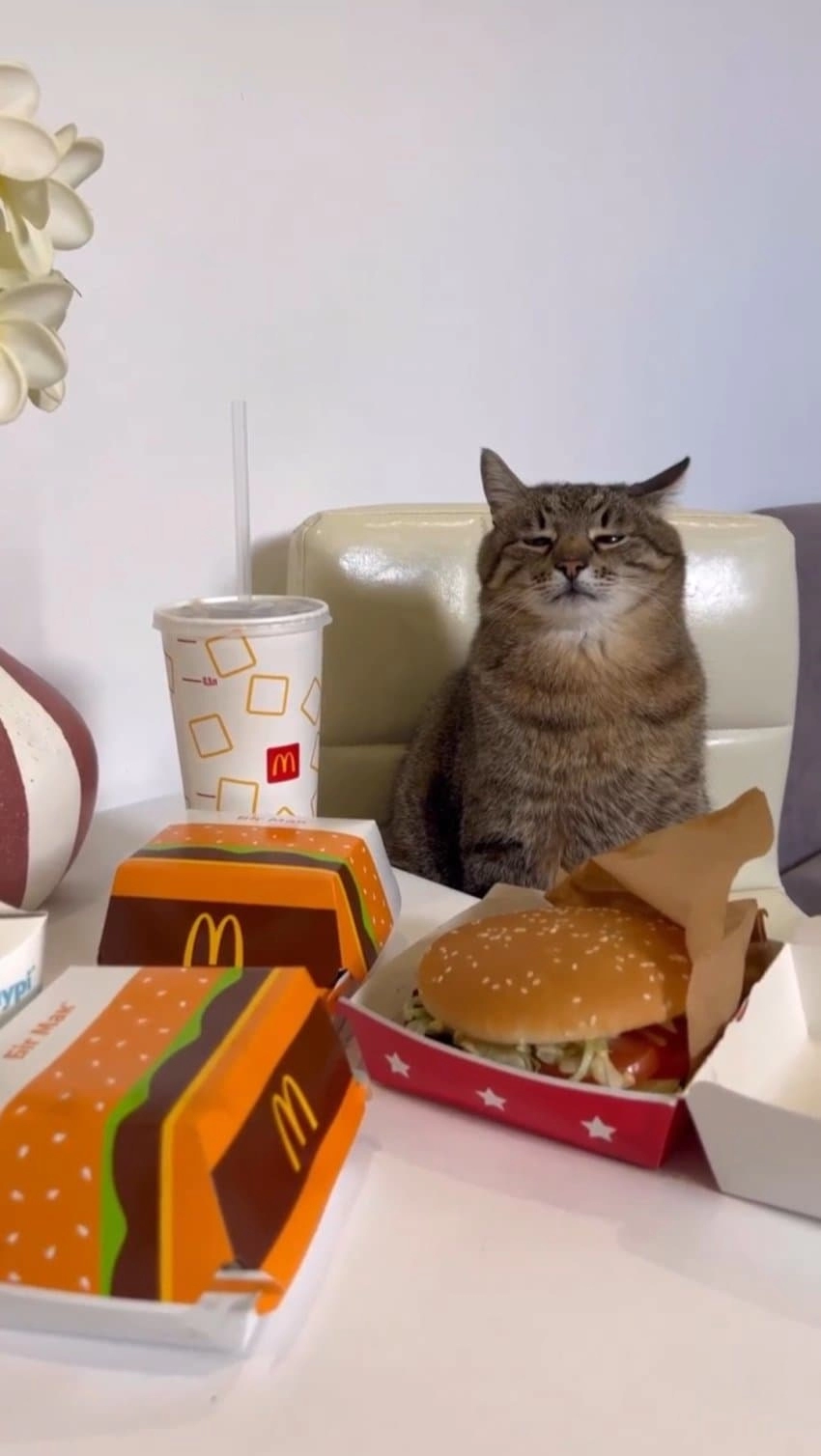 SNS에서 특이한 자세로 유명해진 고양이