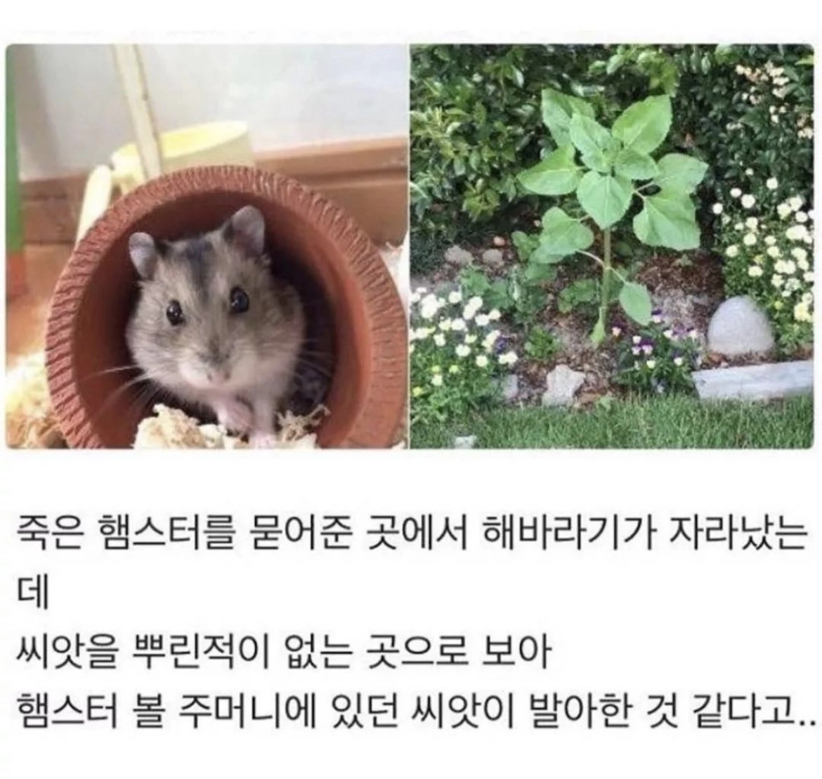 햄스터가 떠나면서 주고간 선물