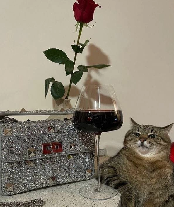 SNS에서 특이한 자세로 유명해진 고양이