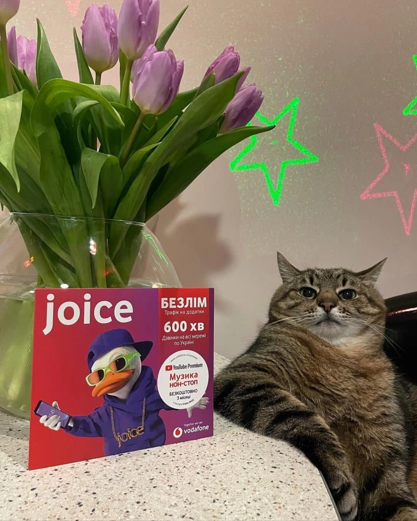 SNS에서 특이한 자세로 유명해진 고양이