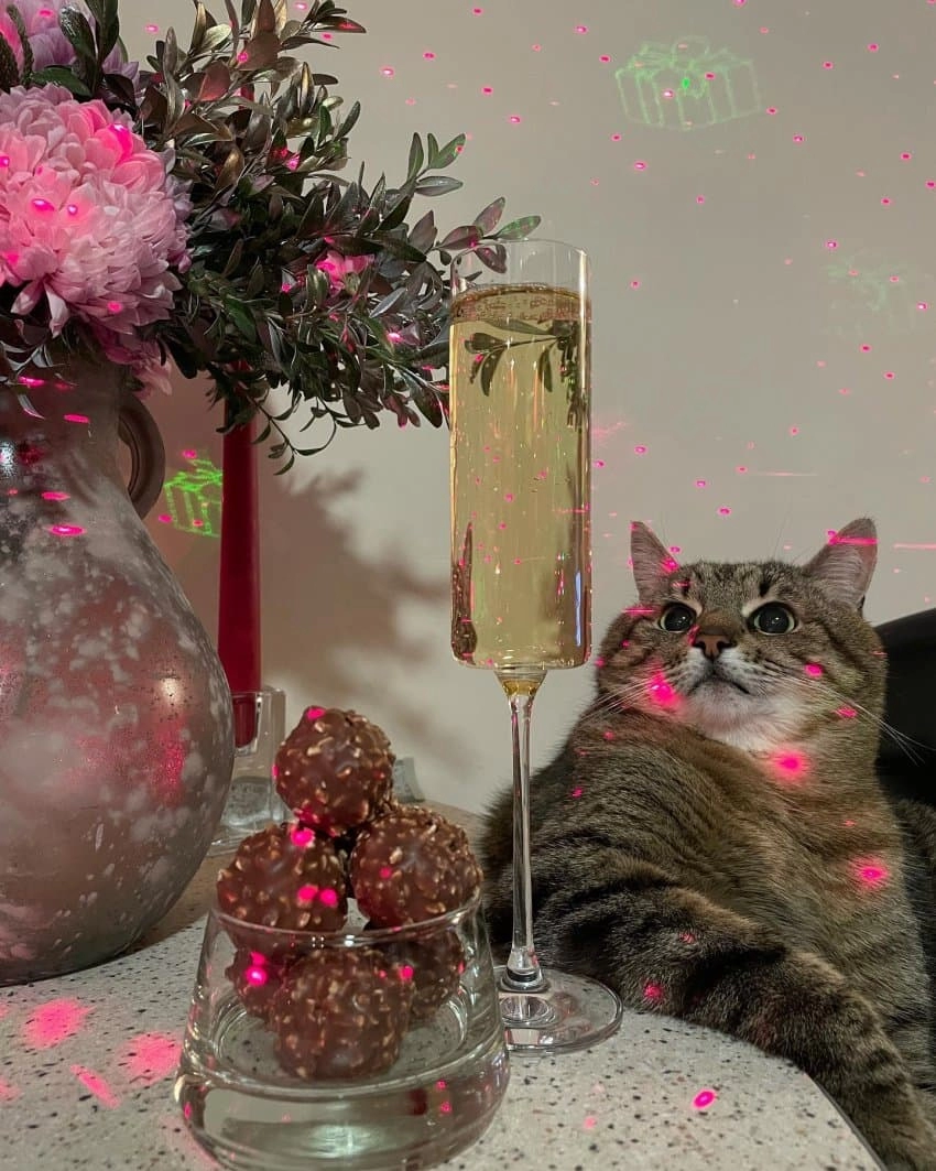 SNS에서 특이한 자세로 유명해진 고양이