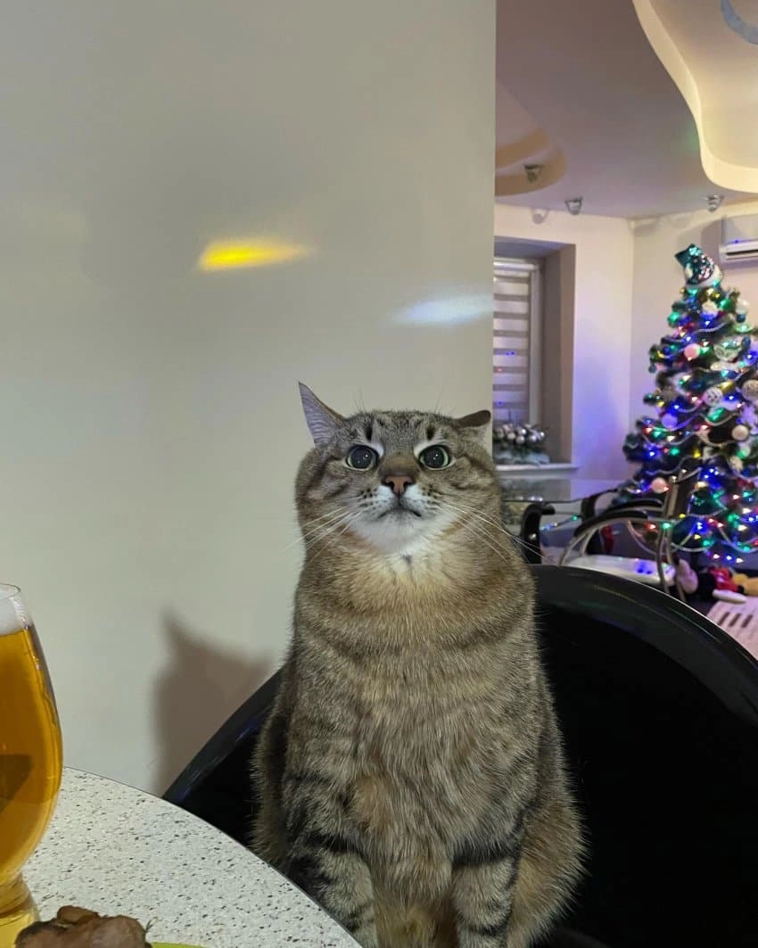 SNS에서 특이한 자세로 유명해진 고양이