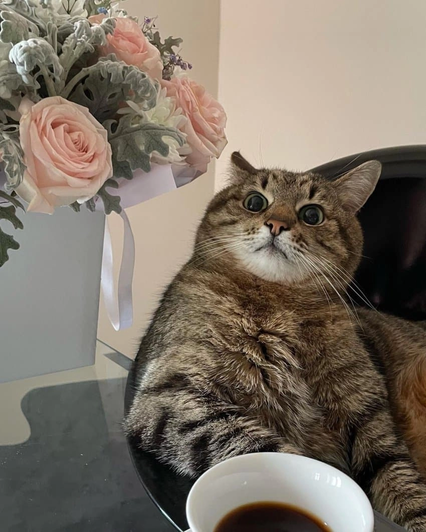 SNS에서 특이한 자세로 유명해진 고양이