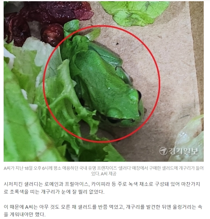 샐러드 안에서 개구리 30만원 보상