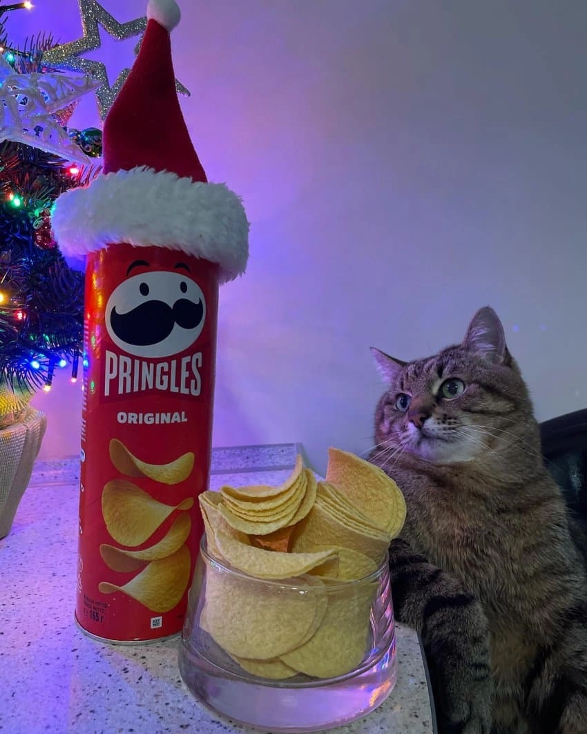 SNS에서 특이한 자세로 유명해진 고양이