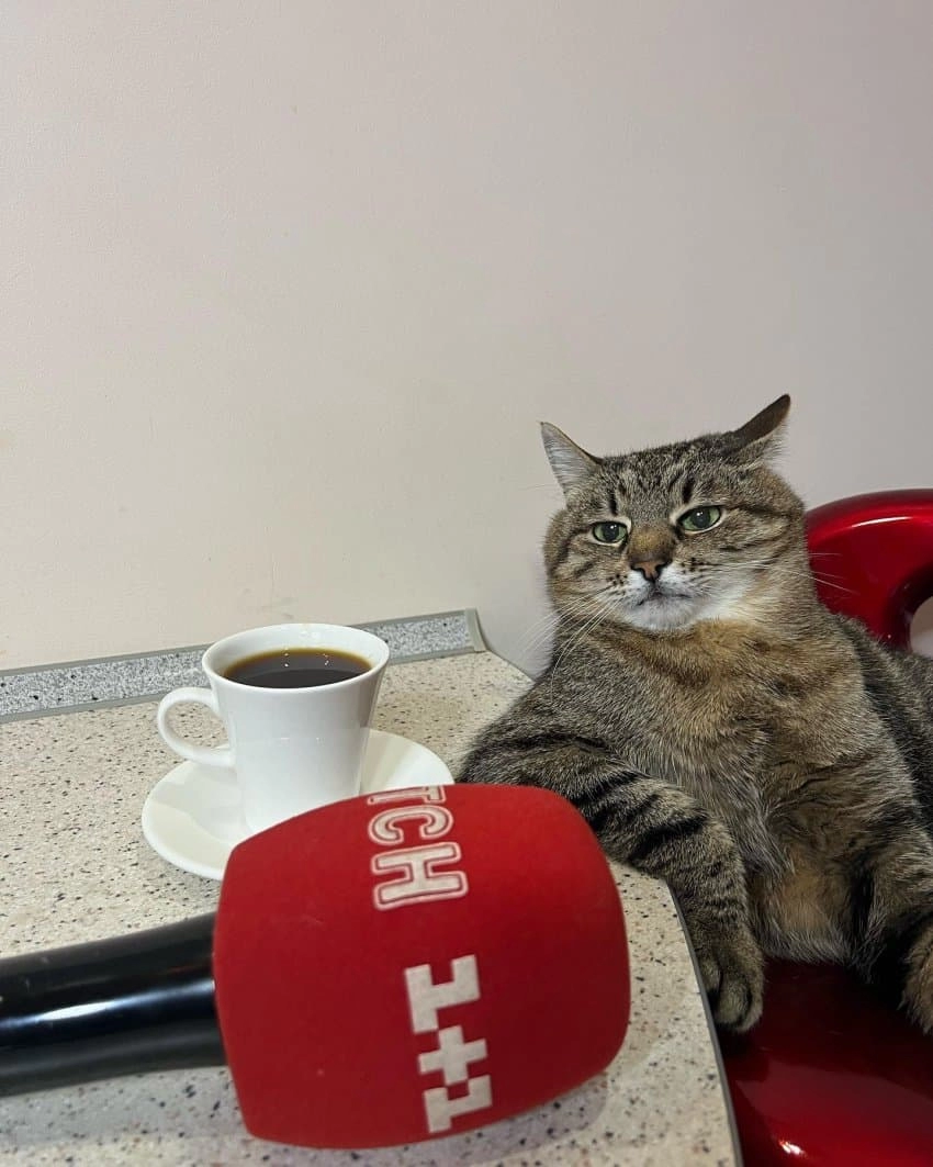 SNS에서 특이한 자세로 유명해진 고양이