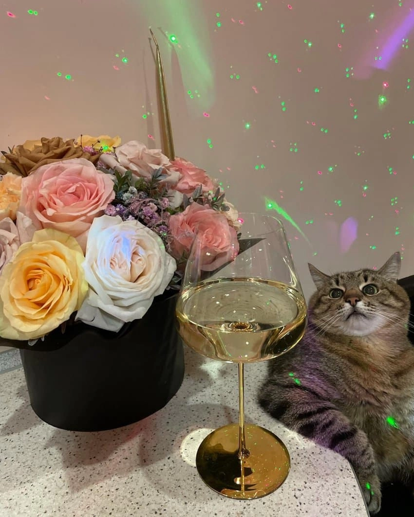 SNS에서 특이한 자세로 유명해진 고양이