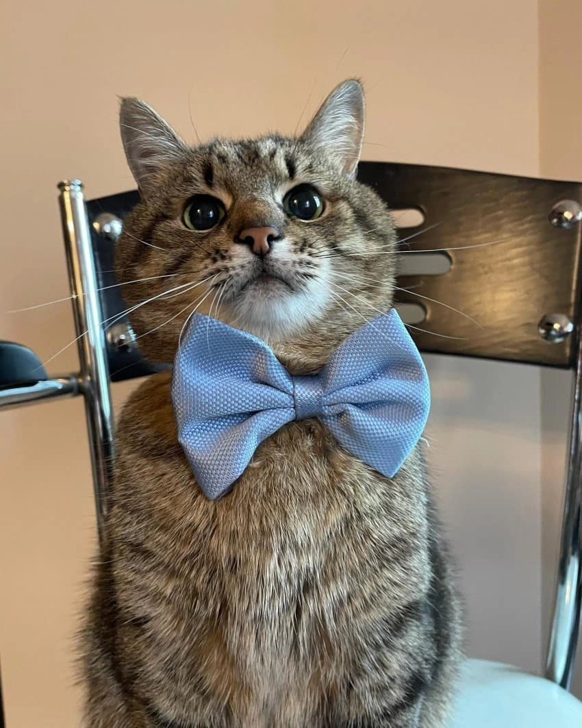 SNS에서 특이한 자세로 유명해진 고양이