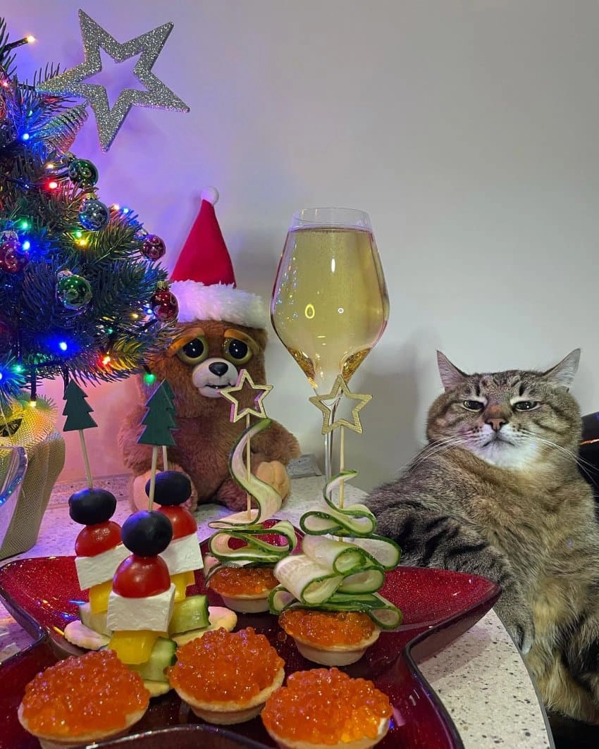 SNS에서 특이한 자세로 유명해진 고양이