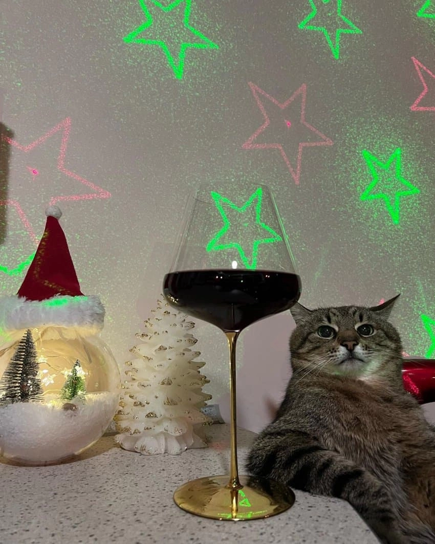 SNS에서 특이한 자세로 유명해진 고양이