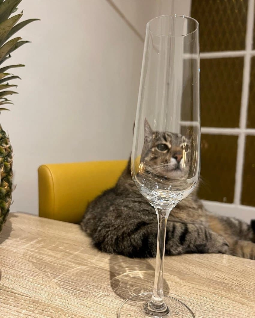 SNS에서 특이한 자세로 유명해진 고양이