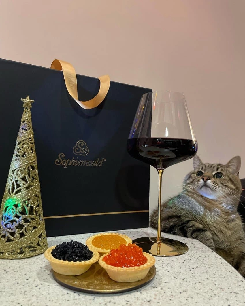 SNS에서 특이한 자세로 유명해진 고양이