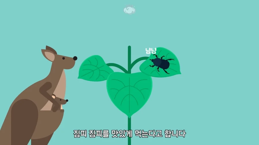 호주 에서 절대 건들면 안되는 식물