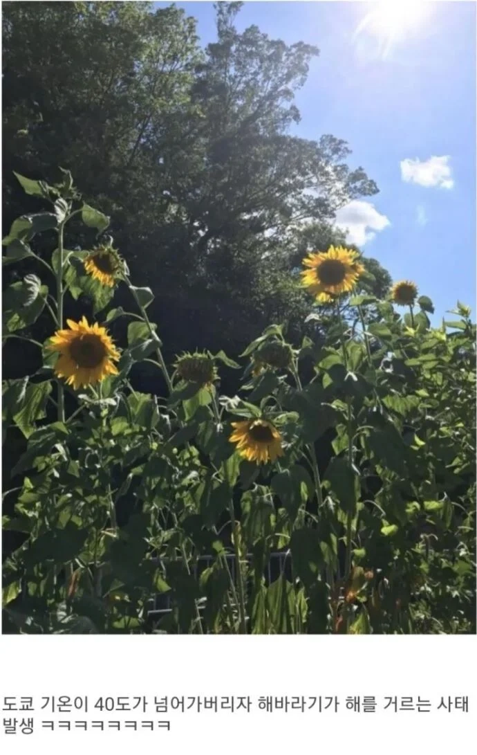 폭염이 계속되자 도쿄에 나타난 신종 식물