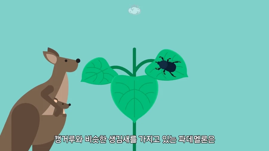 호주 에서 절대 건들면 안되는 식물