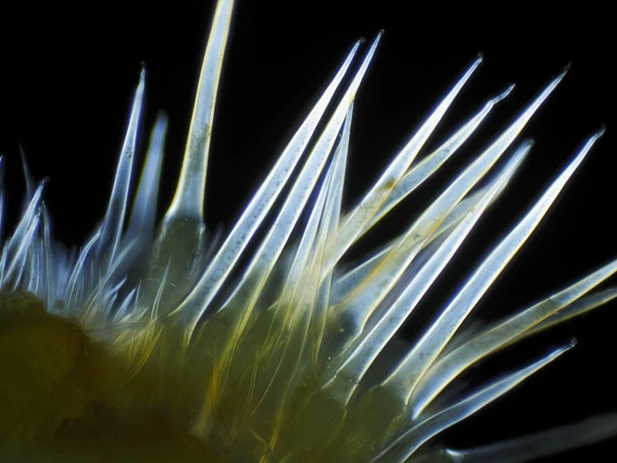 호주 에서 절대 건들면 안되는 식물