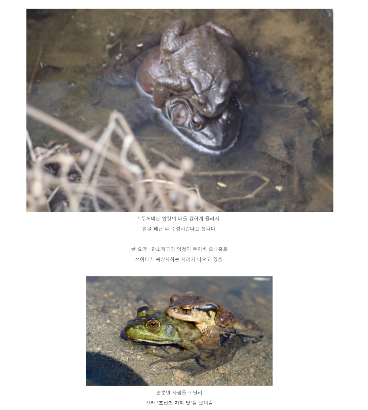 황소개구리가 사라지는 이유