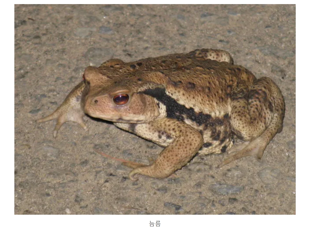 황소개구리가 사라지는 이유