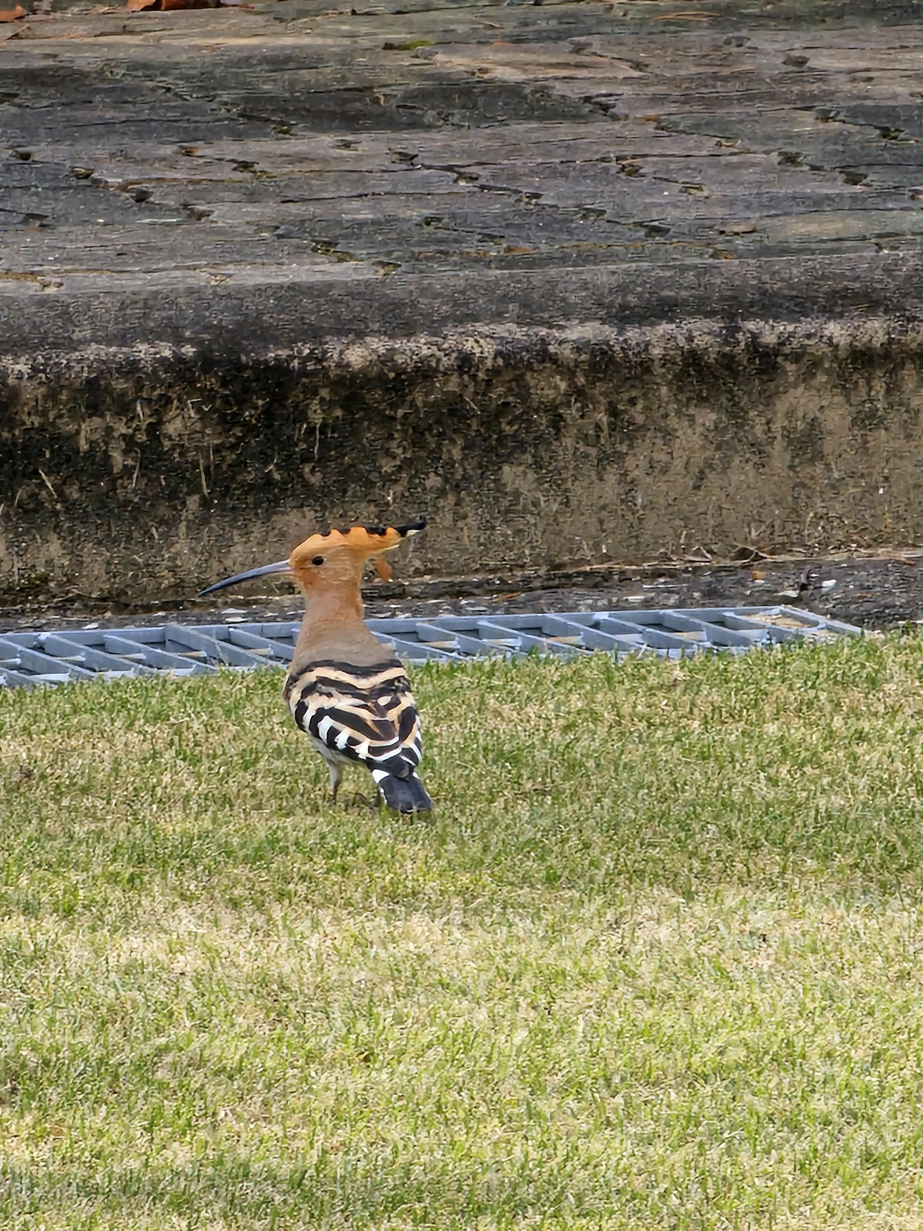 신기한 새 찍었음