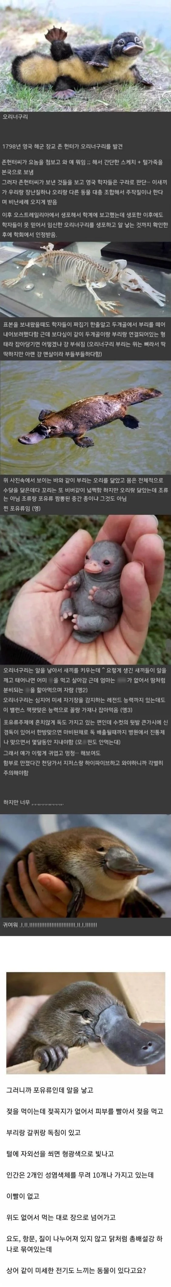 실존하는데 거짓말 같은 생물