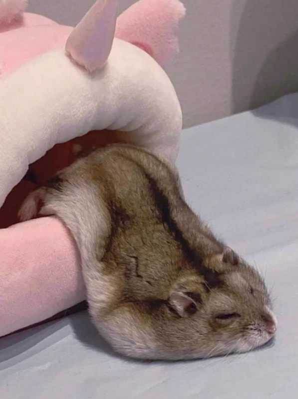 죽 늘어진 햄스터