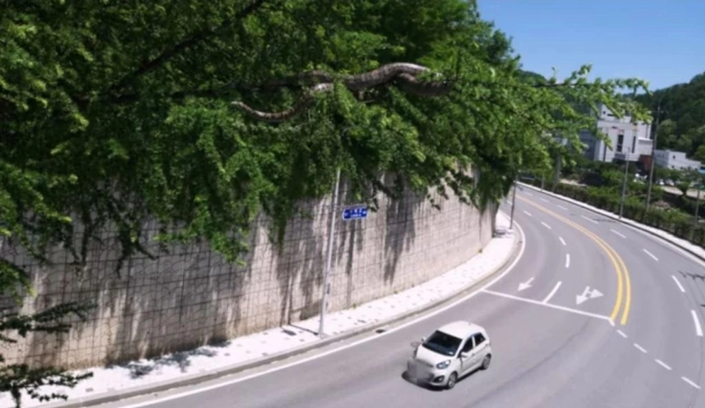 태백에서 거대 구렁이 목격