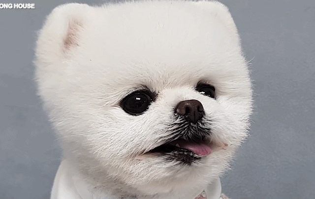 올만에 개집~~~~