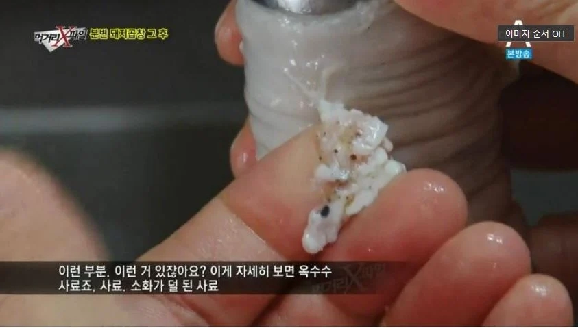 곱창 안먹는 이유