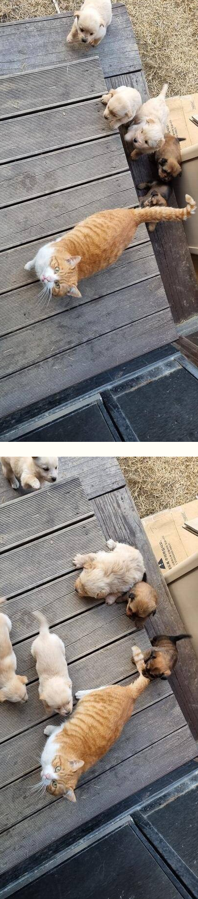 좀비 사태 구조헬기를 놓친자의 최후