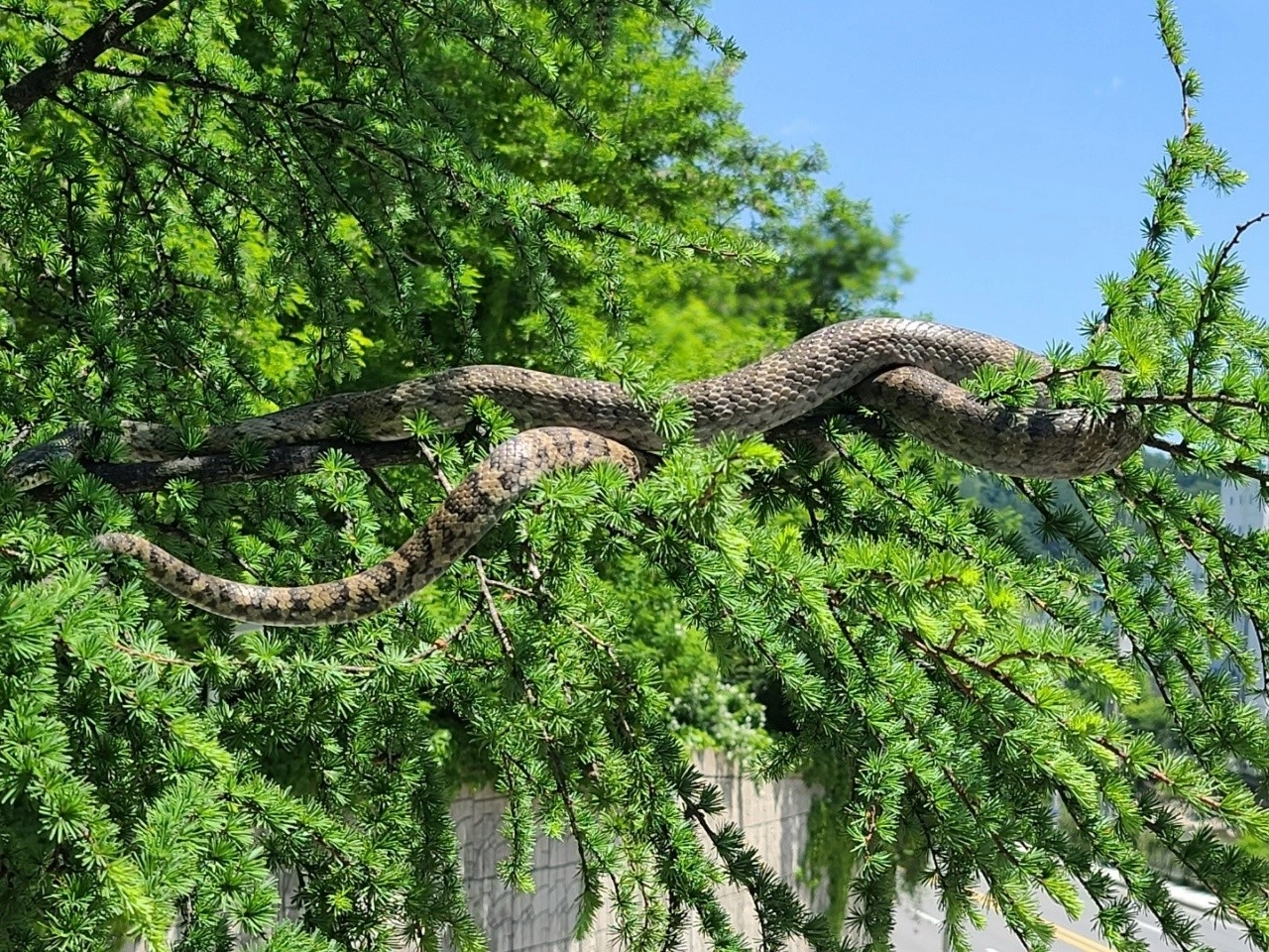태백에서 거대 구렁이 목격