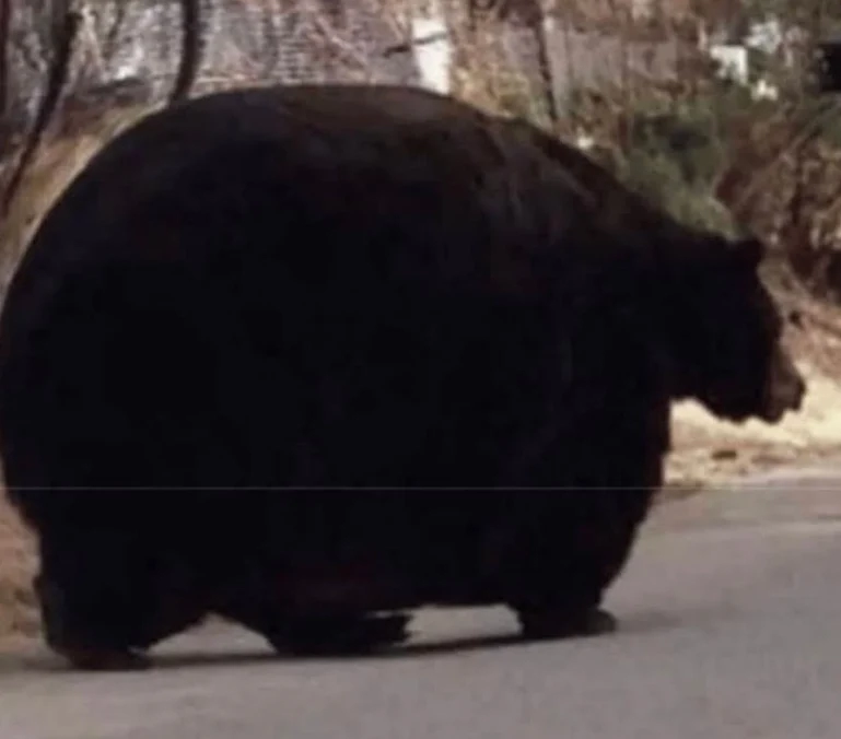 동면 들어가기전 곰 몸상태