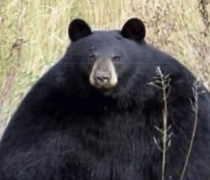 동면 들어가기전 곰 몸상태