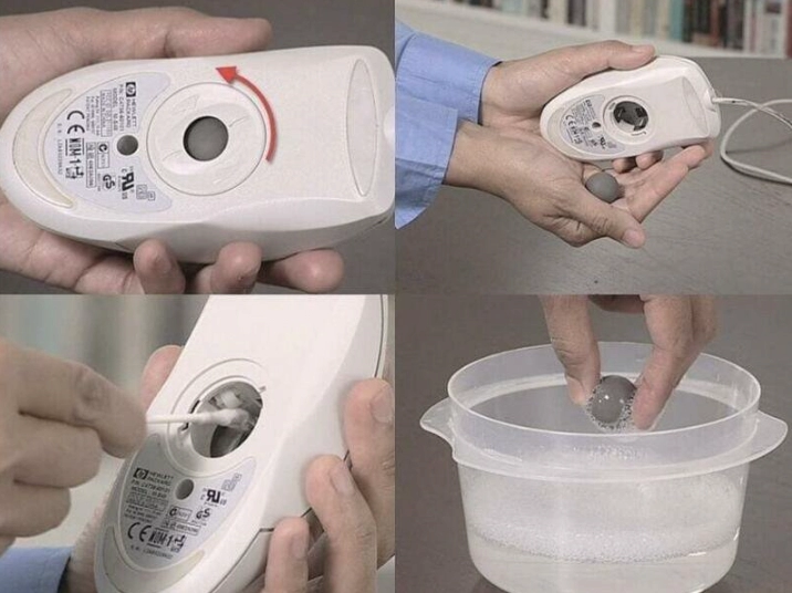 마우스가 알을 낳았음