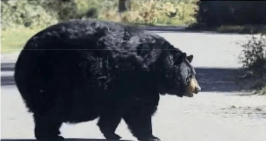 동면 들어가기전 곰 몸상태