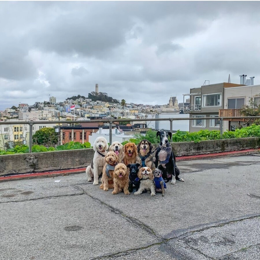 단체 촬영하는 강아지들