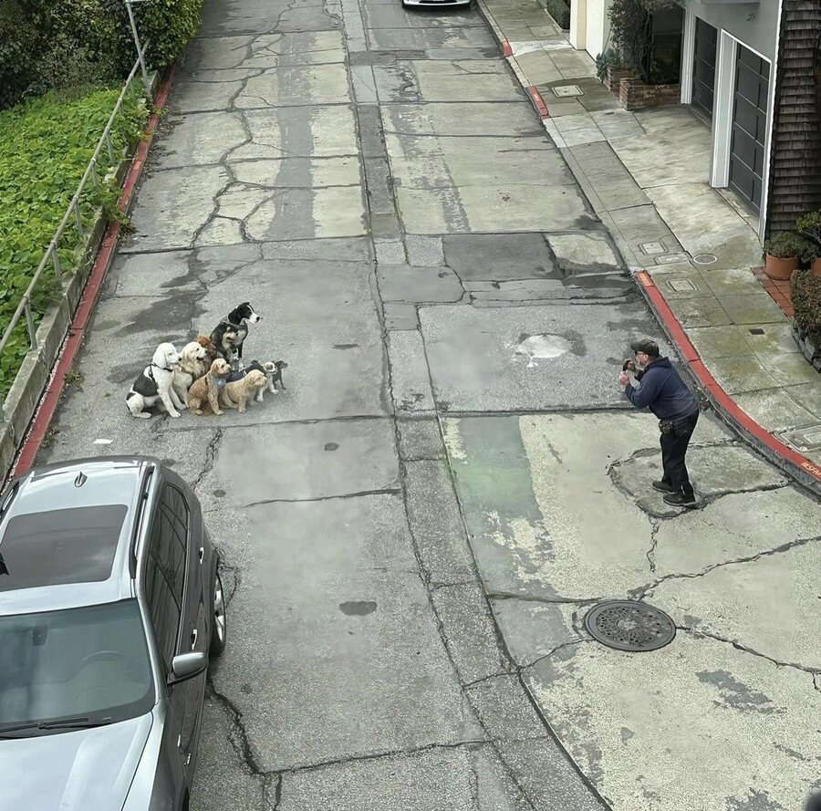 단체 촬영하는 강아지들