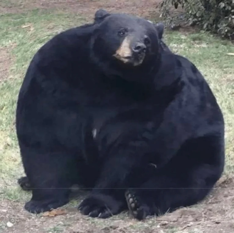 동면 들어가기전 곰 몸상태