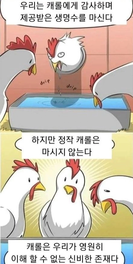 닭들이 신비감을 느끼는 만화