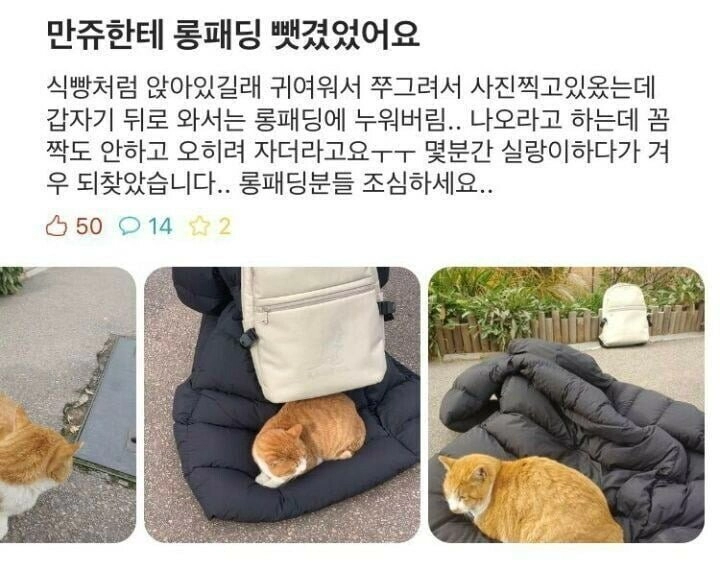 고양이한테 롱패딩 뺏긴 사람