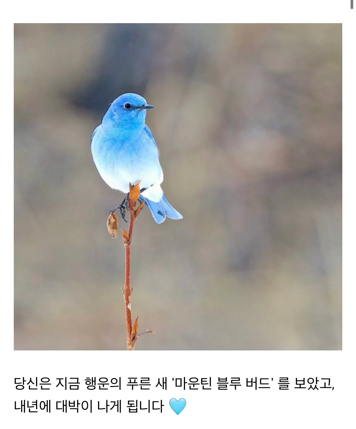 올해 가기 전에 클릭해서 “봐줘”